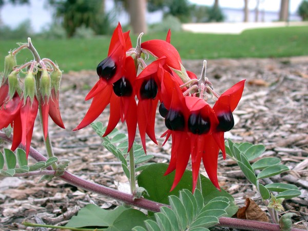 Sturt's Desert Pea